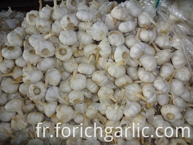 New Crop Pure White Garlic